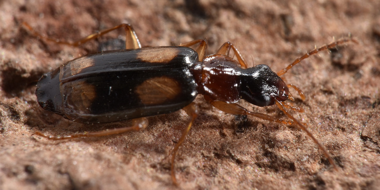 Carabidae: Dromius quadrimaculatus?  S !